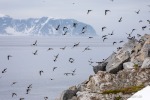 240604a_Fuglesongen_16_D