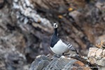 240605c_Fjortende-Julibukta_12_D