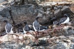 240605c_Fjortende-Julibukta_38_D