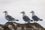 240606b_Sarstangen_24_D