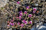 240607a_Eidembukta_16_D