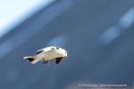 240610_Adventdalen_47_D