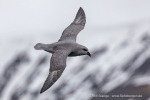 240531c_Isfjord_02_D