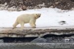 240601a_Engelskbukta_42_D