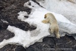 240601a_Engelskbukta_48_D
