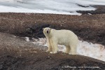 240601a_Engelskbukta_56_D