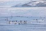 240603d_Klinckowstromfjord_04_D