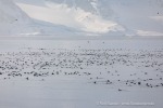 240603d_Klinckowstromfjord_59_D