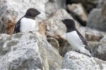 240604a_Fuglesongen_15_D