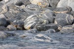 240604d_Kobbefjord_06_D
