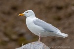 240605c_Fjortende-Julibukta_66_D