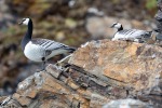 240605c_Fjortende-Julibukta_71_D