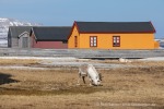 240606a_Ny-Alesund_27_D