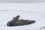 230917b_Smittoya_50_D