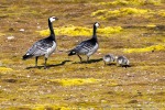 240702c_Ny-Alesund_068_D