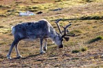240702c_Ny-Alesund_097_D