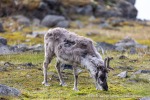 240703a_Ossian-Sarsfjellet_15_D