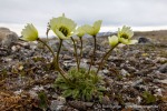 240703b_Blomstrand_71_D