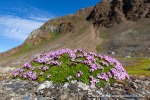 240704a_Fjortende-Julibukta_092_D