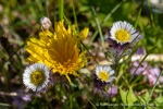240704a_Fjortende-Julibukta_159_D
