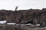 240710a_Gyldenoyane_026_D