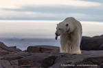 240710a_Gyldenoyane_085_D