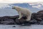 240710a_Gyldenoyane_101_D