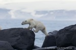 240710a_Gyldenoyane_162_D