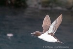 240710b_Alkefjellet_047_D