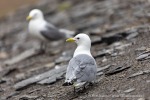 240712b_Buedelfjellet_100_D