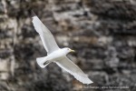 240712b_Buedelfjellet_105_D