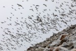 240716c_Ingeborgfjellet_39_D