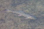 240717a_Tundraodden_092_D