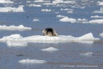 240717b_Borebreen_041_D