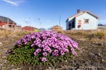 240702c_Ny-Alesund_030_D