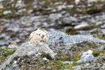 240703b_Blomstrand_76_D