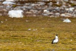 240704a_Fjortende-Julibukta_223_D