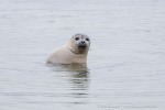 240705a_Danskeneset_46_D