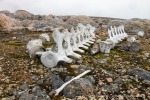 240705a_Danskeneset_60_D