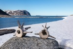 240709a_Phippsoya_014_D
