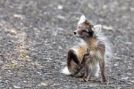 240712b_Buedelfjellet_039_D