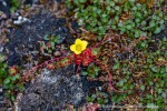 240712e_Isbjornodden_054_D