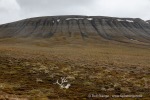 240712e_Isbjornodden_078_D