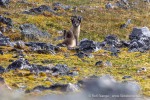 240716c_Ingeborgfjellet_87_D