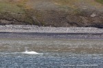 240806b_Isfjord_08_D