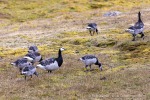 240808a_Ny-Alesund_21_D