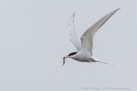 240808a_Ny-Alesund_33_D