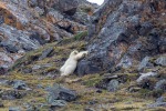 240808b_Ossian-Sarsfjellet_29_D