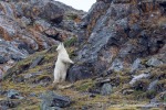 240808b_Ossian-Sarsfjellet_35_D