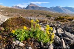 240809_Blomstrandhalvoya_04_D